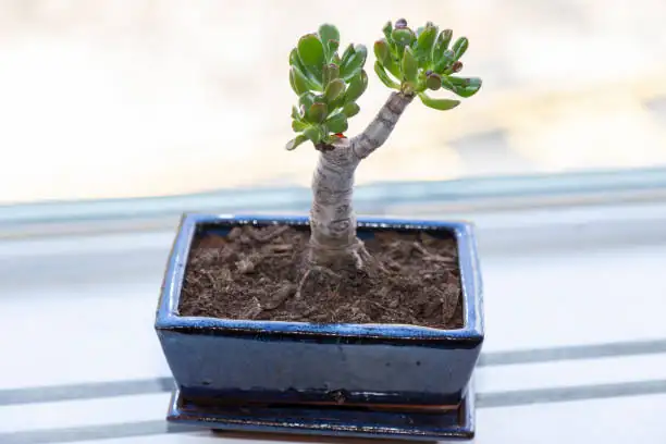 From Sun-Kissed Blush to Bonsai Shape: A Season-by-Season Jade Plant Care Playbook