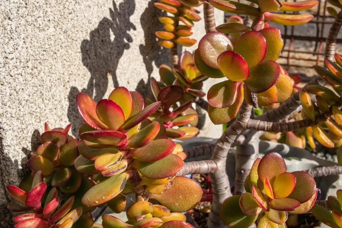jade plant red edges patio