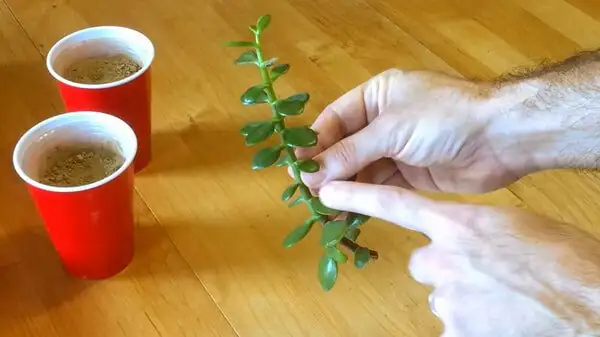 jade plant leaf and stem cuttings