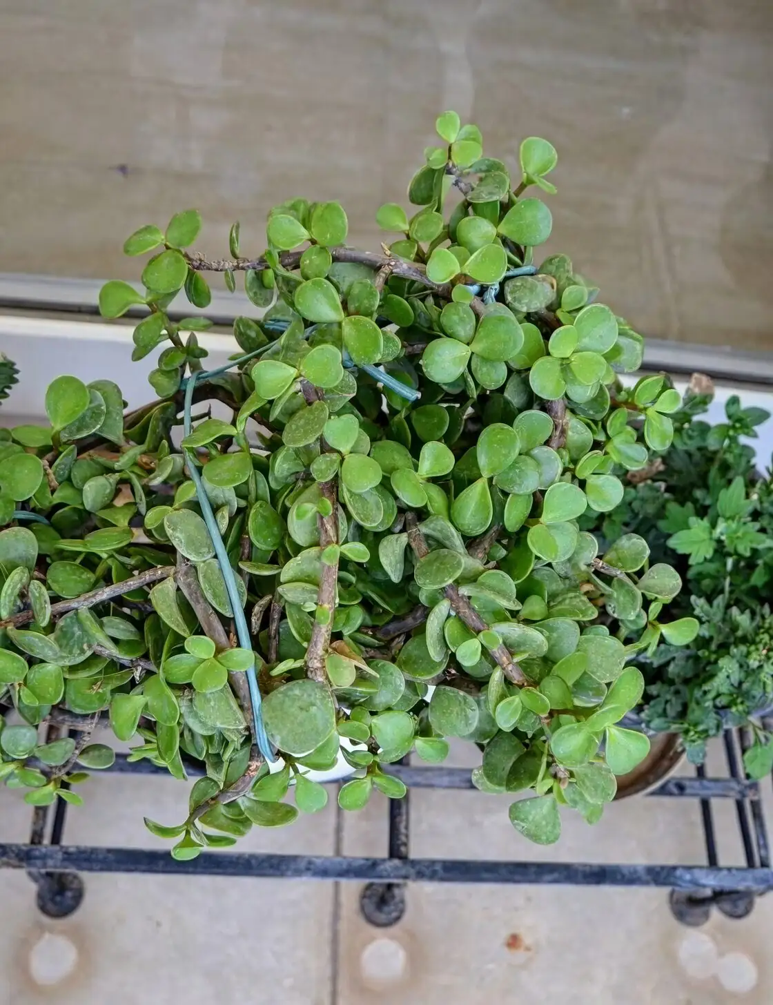jade plant root rot mushy stem