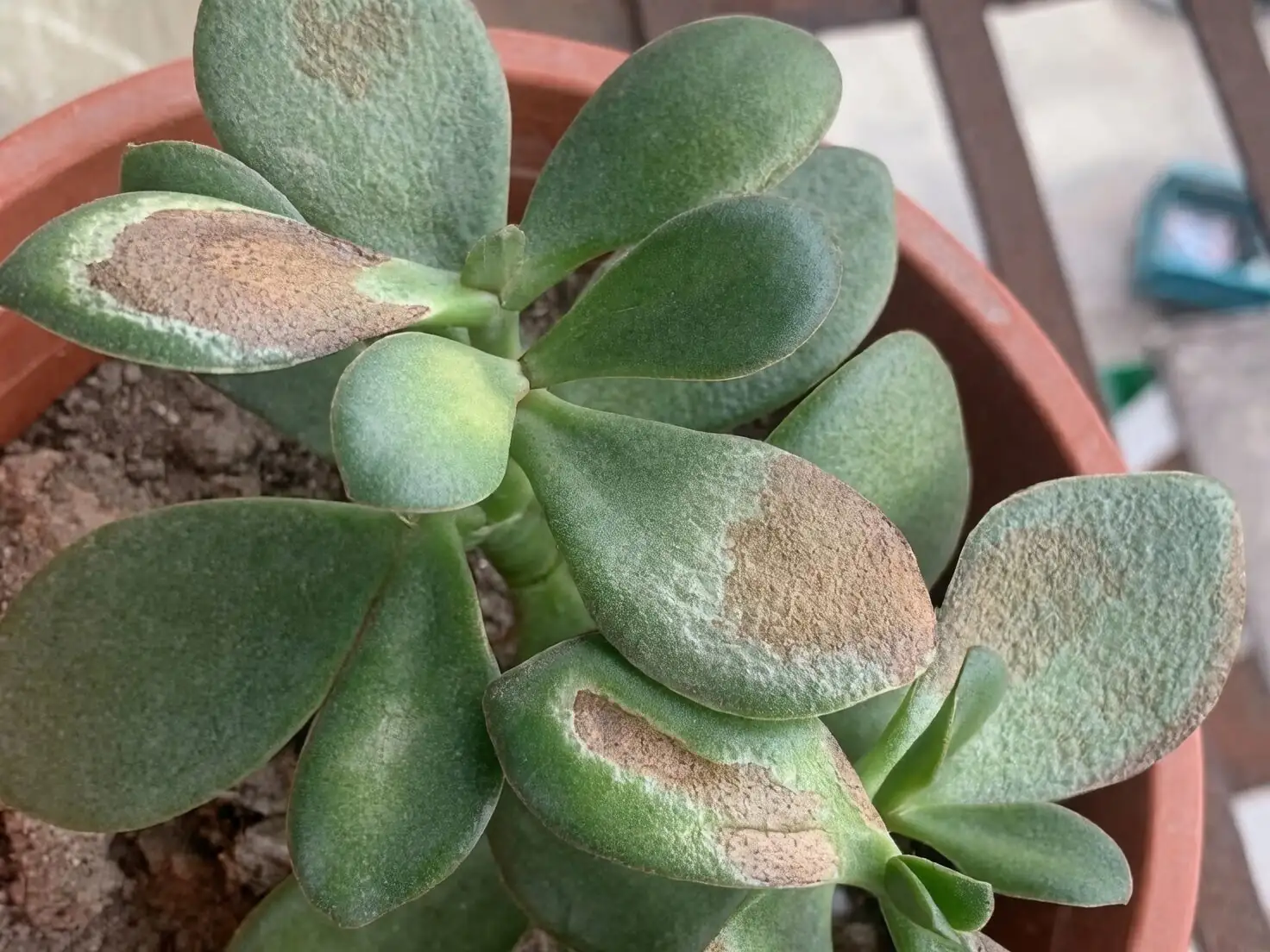 jade plant sunburn leaves close-up