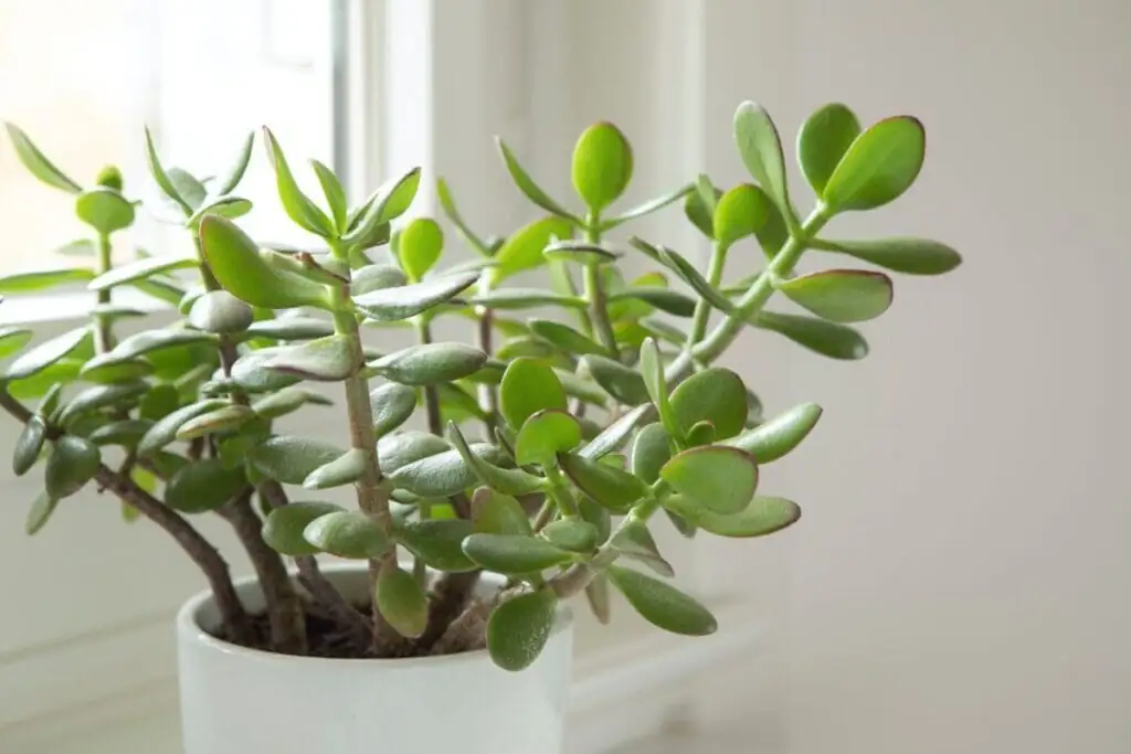 jade plant leggy growth window