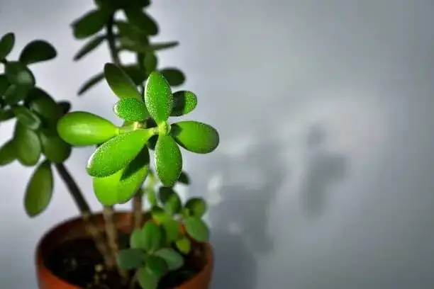 jade plant sunny windowsill interior