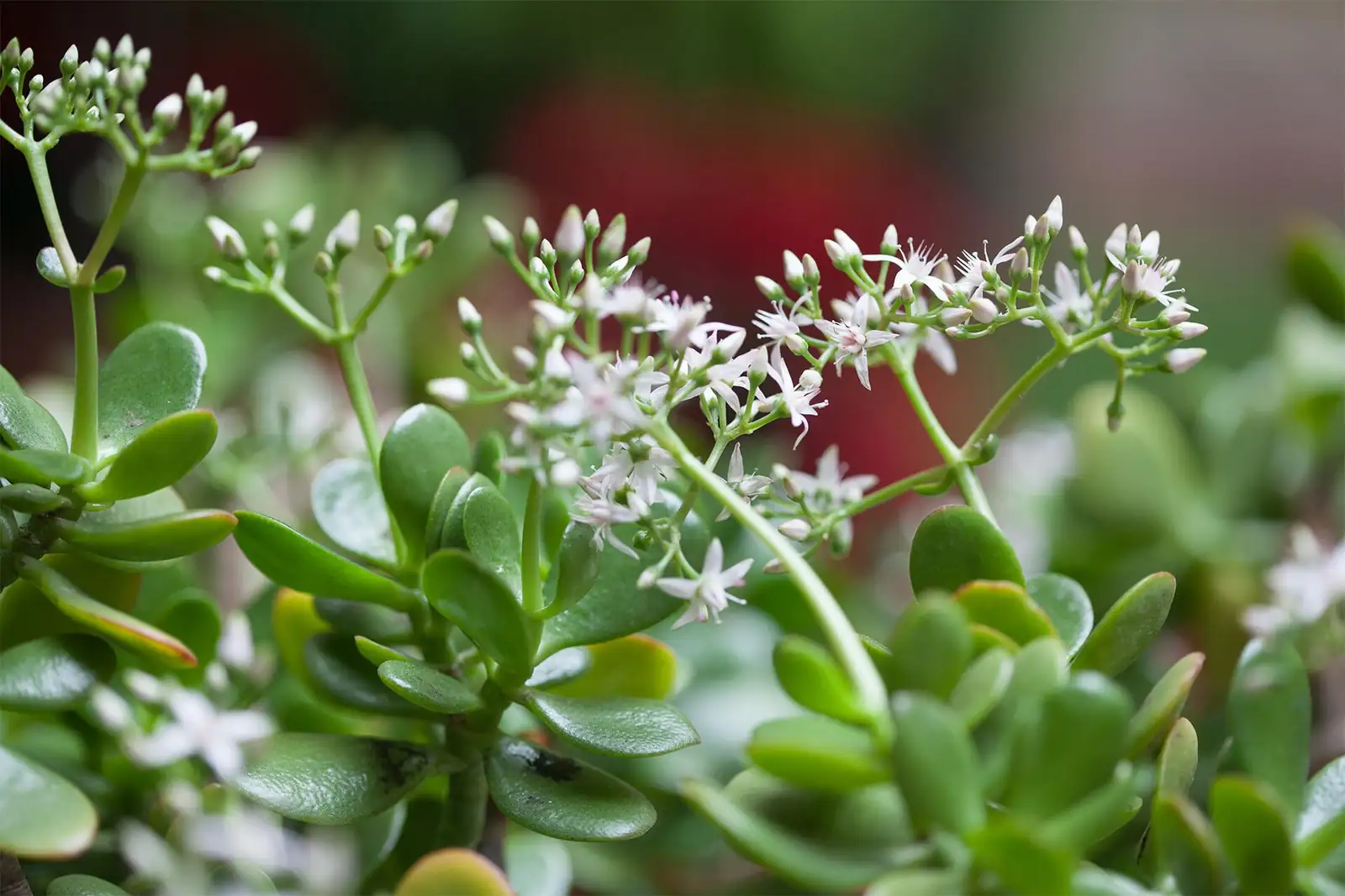 jade plant white star flowers
