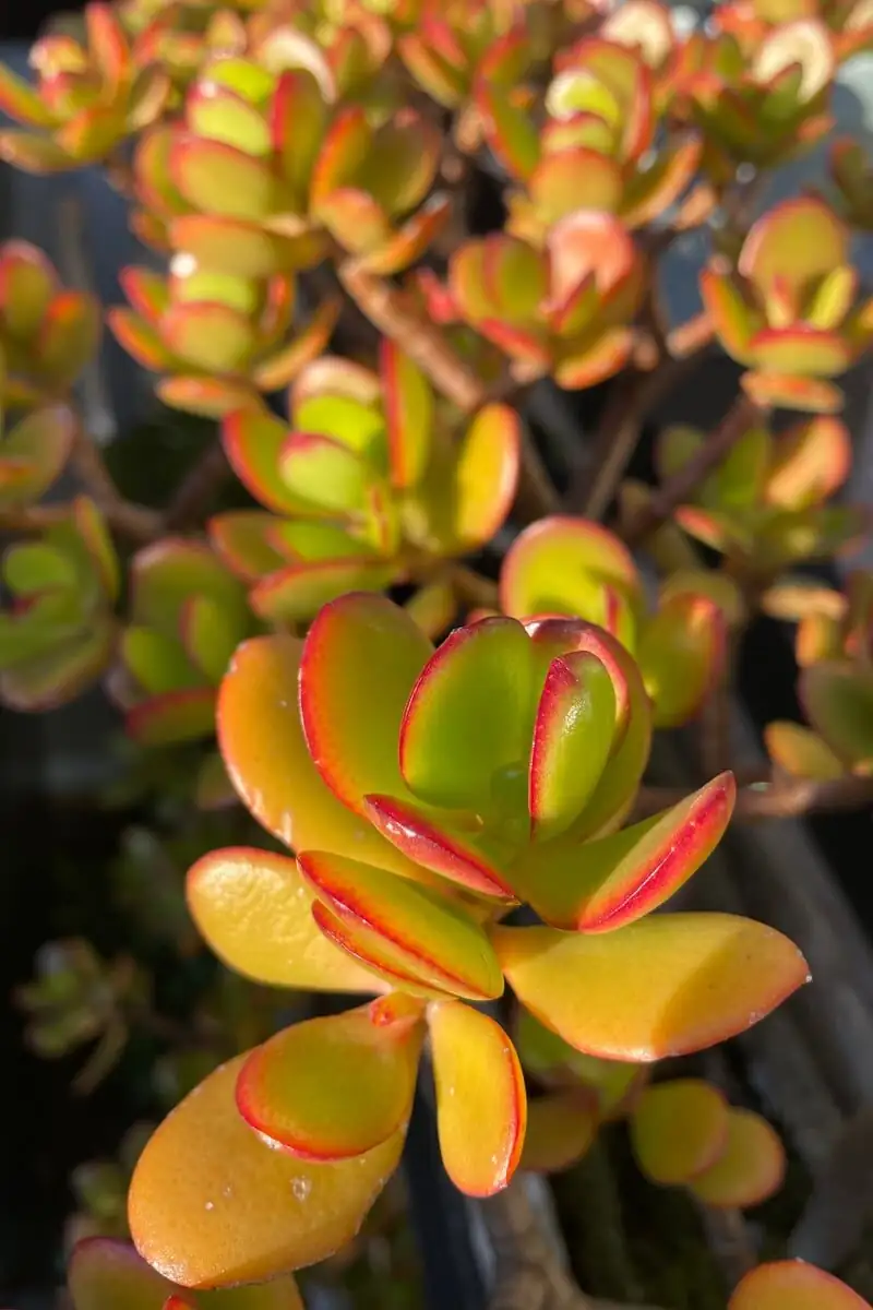 Why Do Jade Plant Leaves Blush Red? The Science Behind Those Rosy Edges