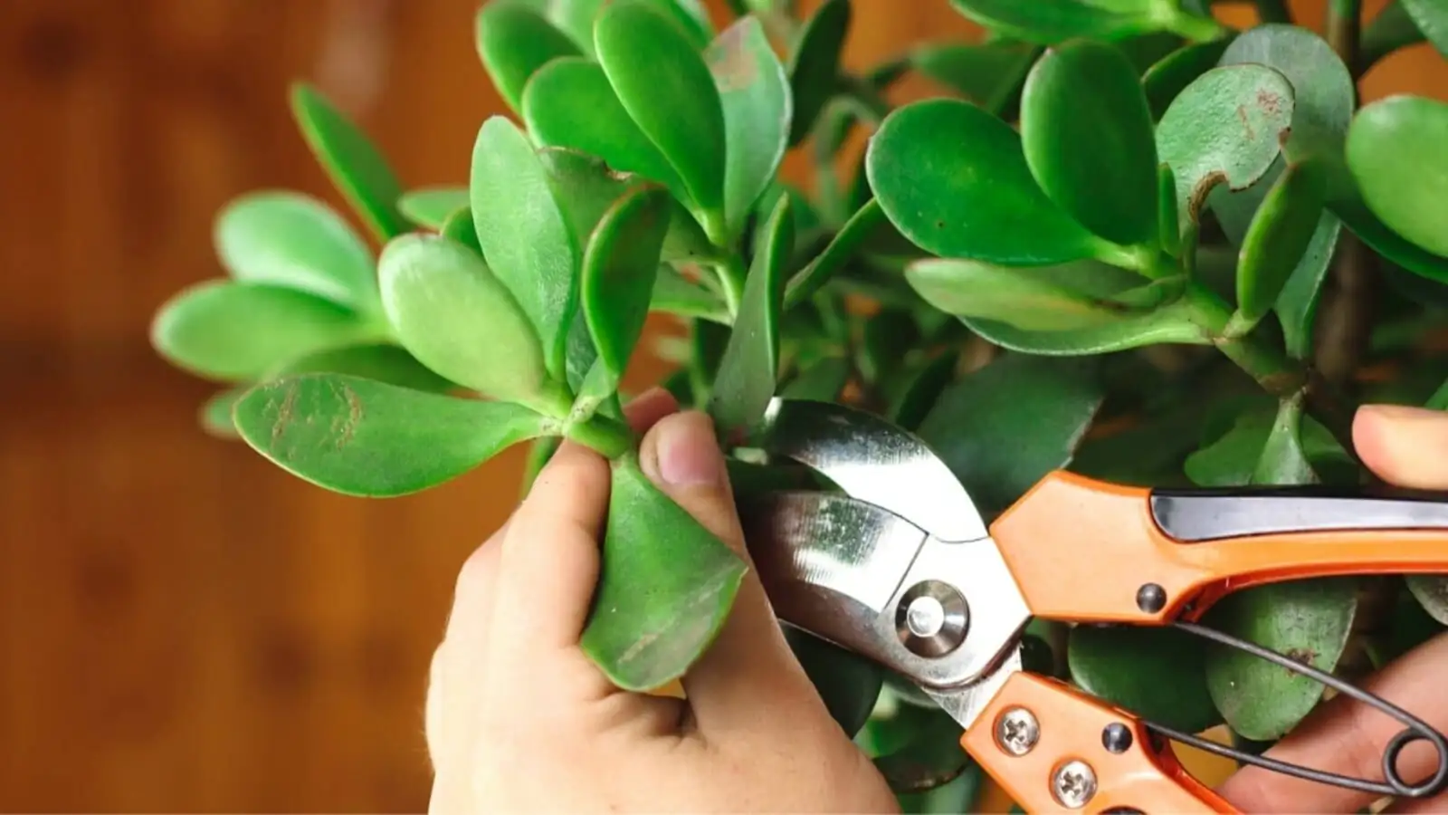 jade plant pruning shears branch