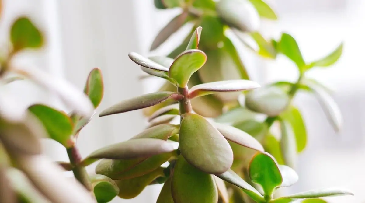 jade plant leaf close up