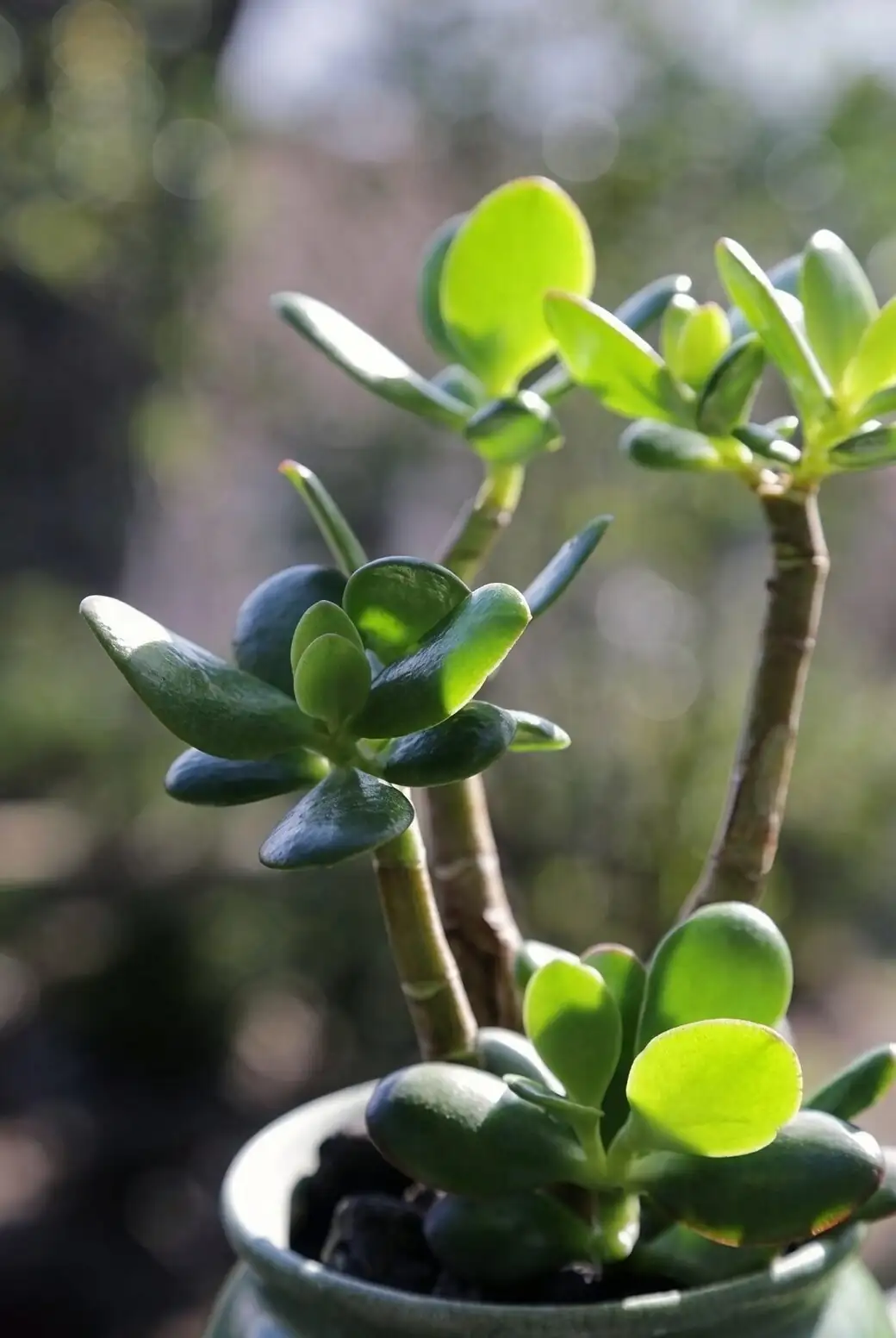 jade plant flowers close up