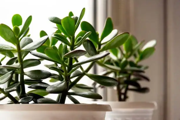 One Leaf to a Forest: A No-Fail Propagation Masterclass for Jade Plants