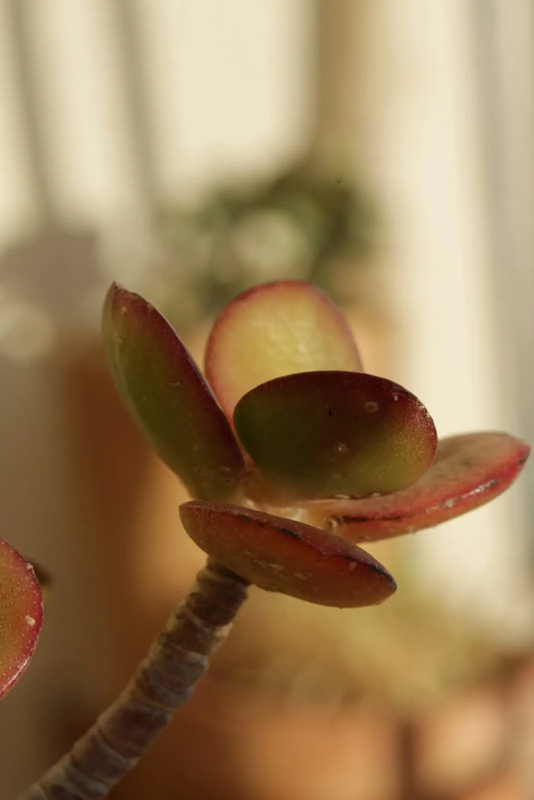 jade plant stem cutting callus close-up