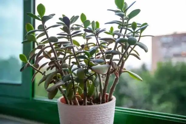 jade plant leaf propagation tray