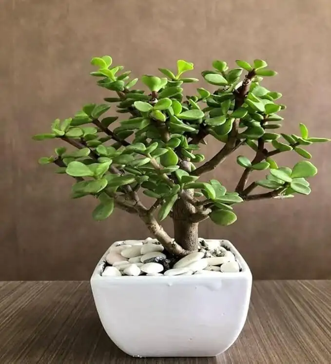 Mini Tree, Major Style: How to Design With Jade Plants in Small Spaces