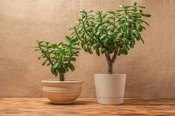 jade plant shallow bonsai pot