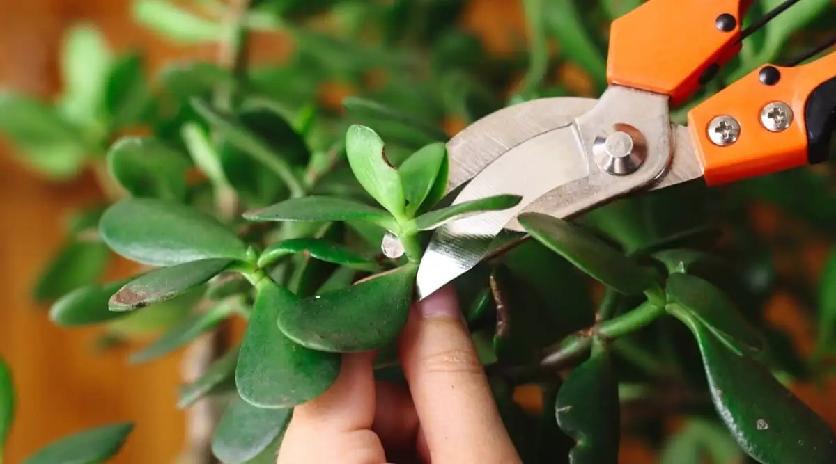 jade plant pruning hands close-up