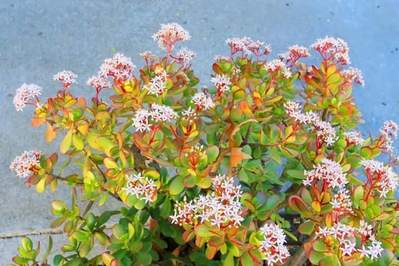 Chase the Winter Stars: Get Your Indoor Jade Plant to Flower (For Real)