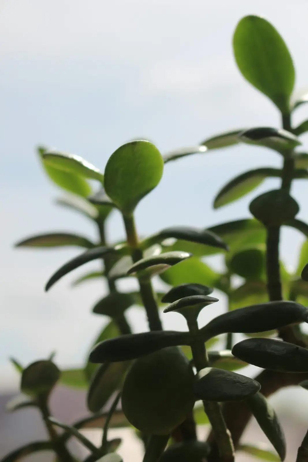 jade plant mature tree form