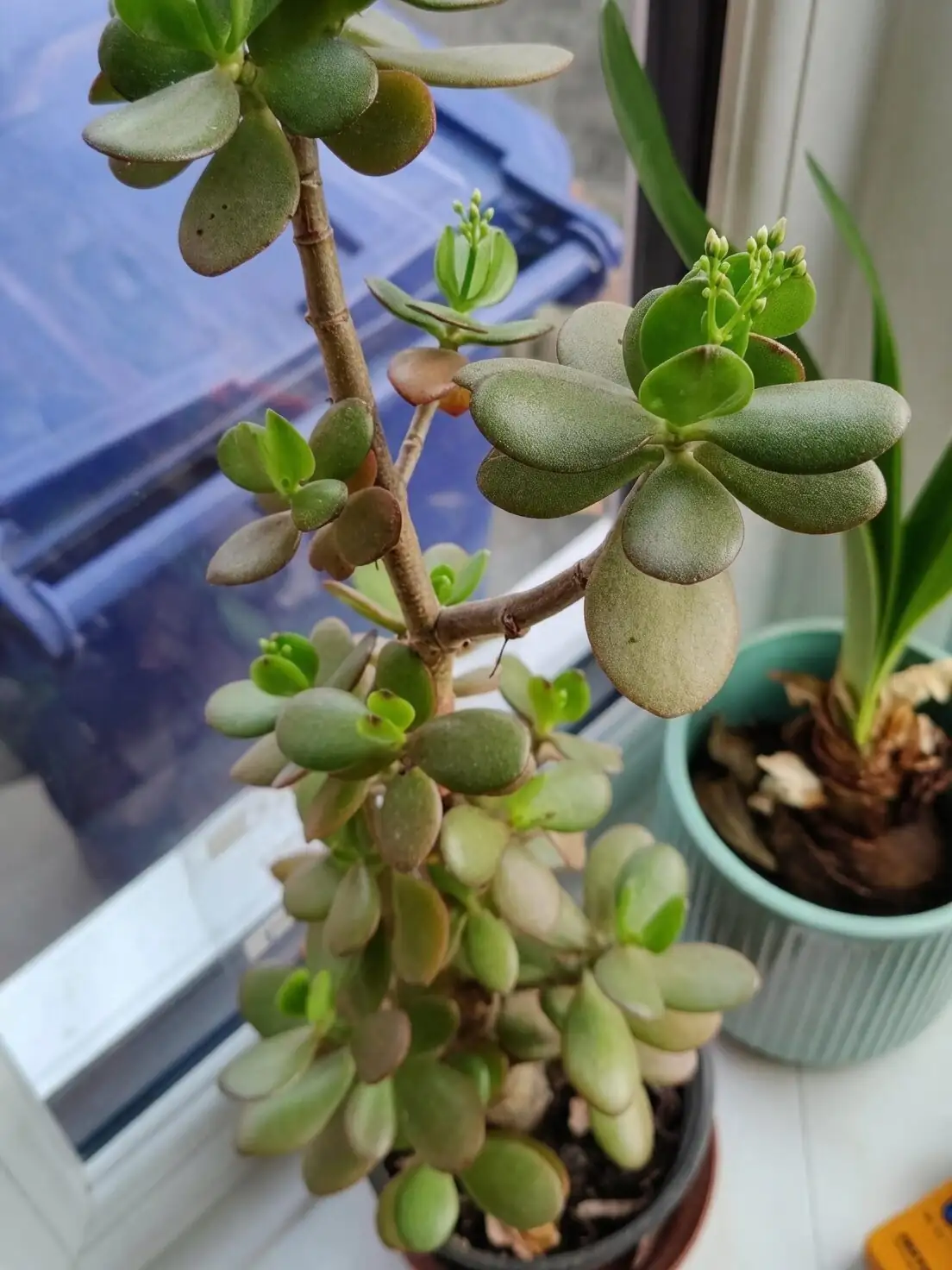 jade plant south window sunlight