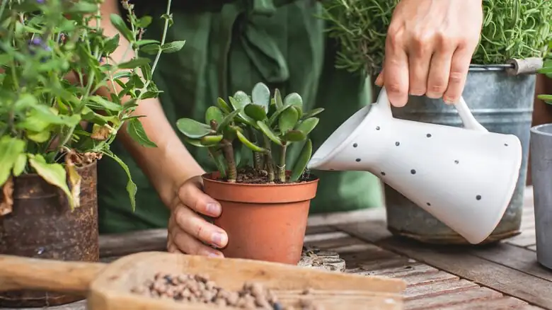 jade plant careful winter watering