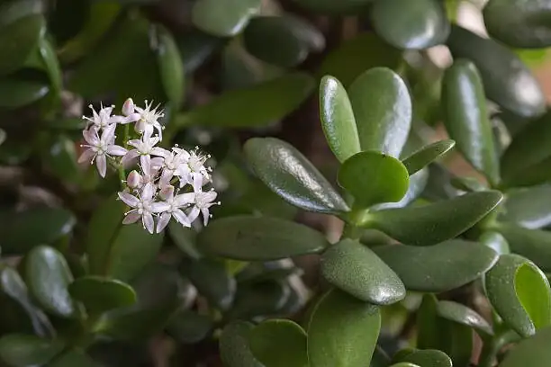 jade plant flower buds close up