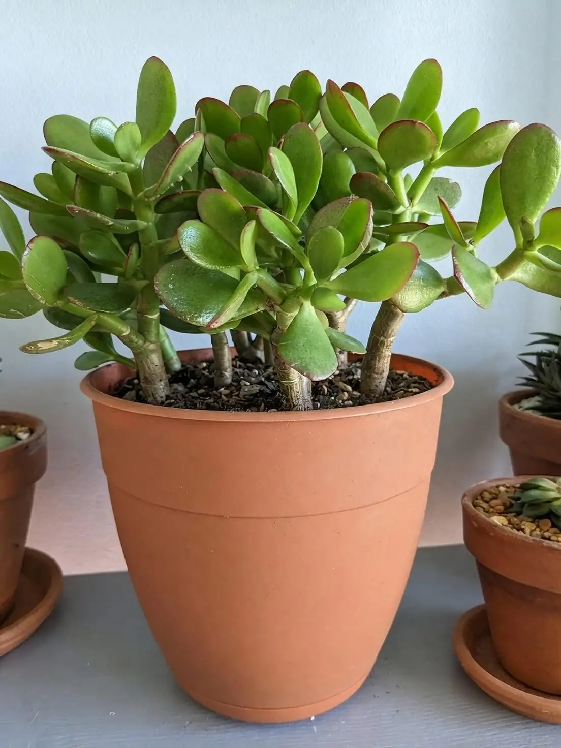 jade plant wide shallow terracotta pot