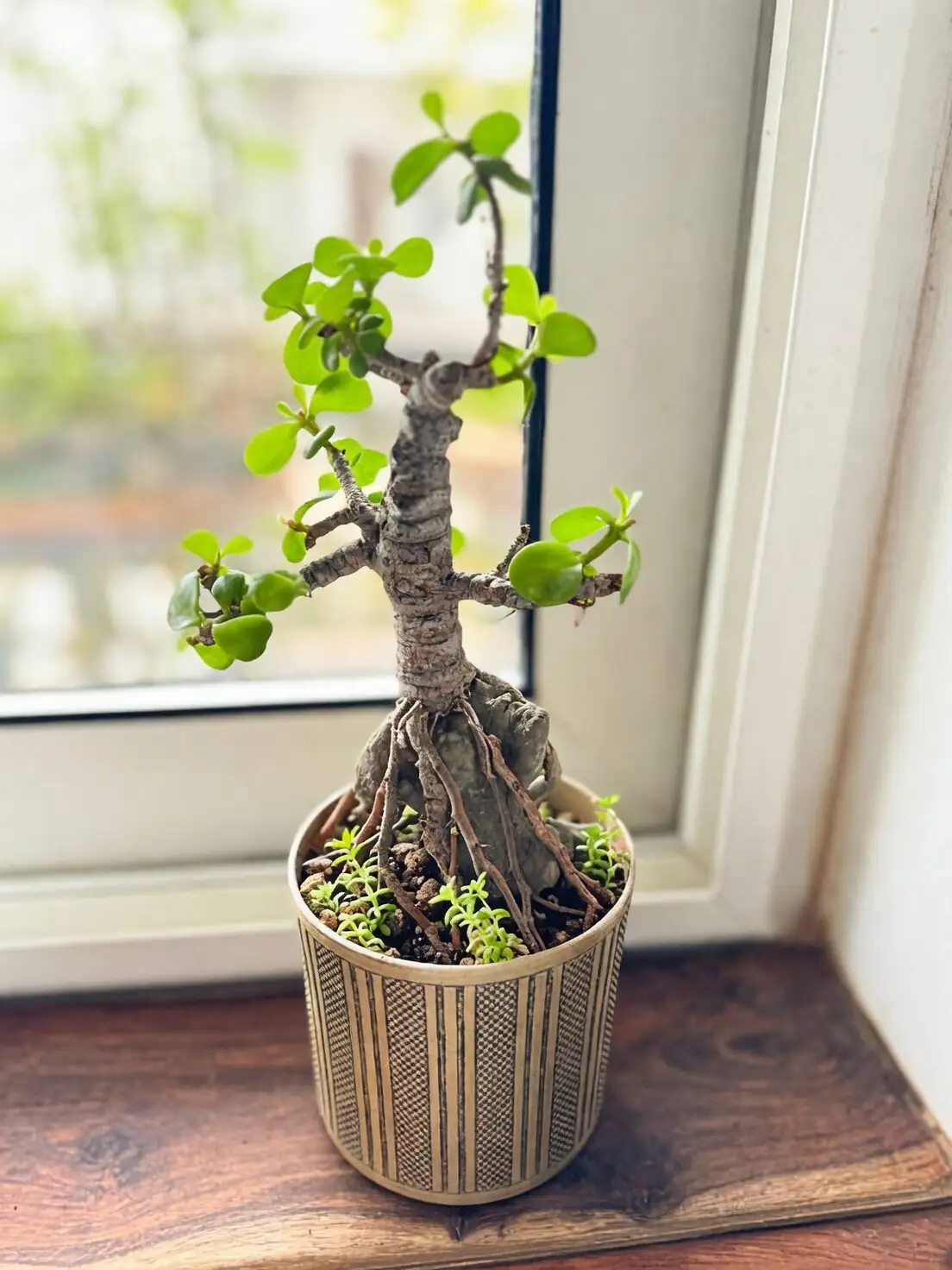 Is the ‘Indestructible’ Jade Actually Delicate? 7 Myths, Pet Safety, and What Really Kills It