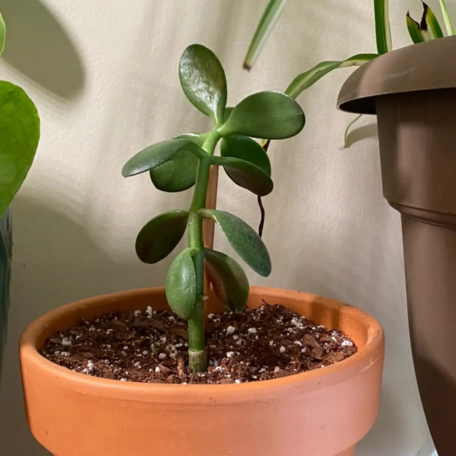 jade plant watering can terracotta