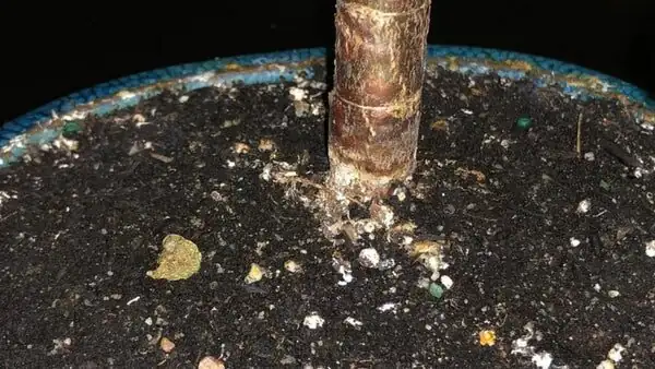 jade plant root rot stem base
