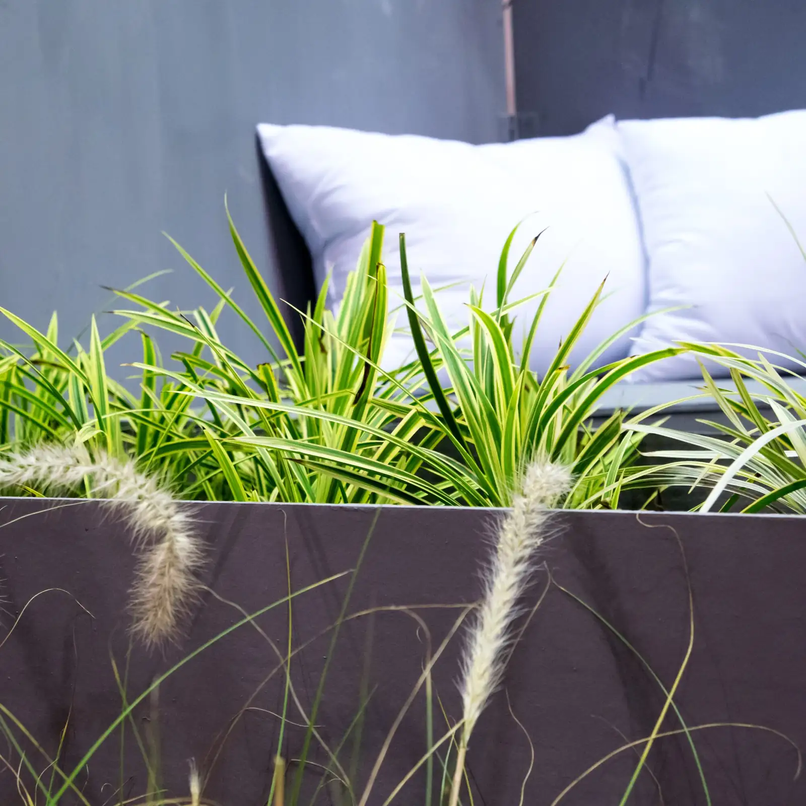 Summer Camp for a Houseplant: Move Your Jade Outdoors Without Sunburn or Pests