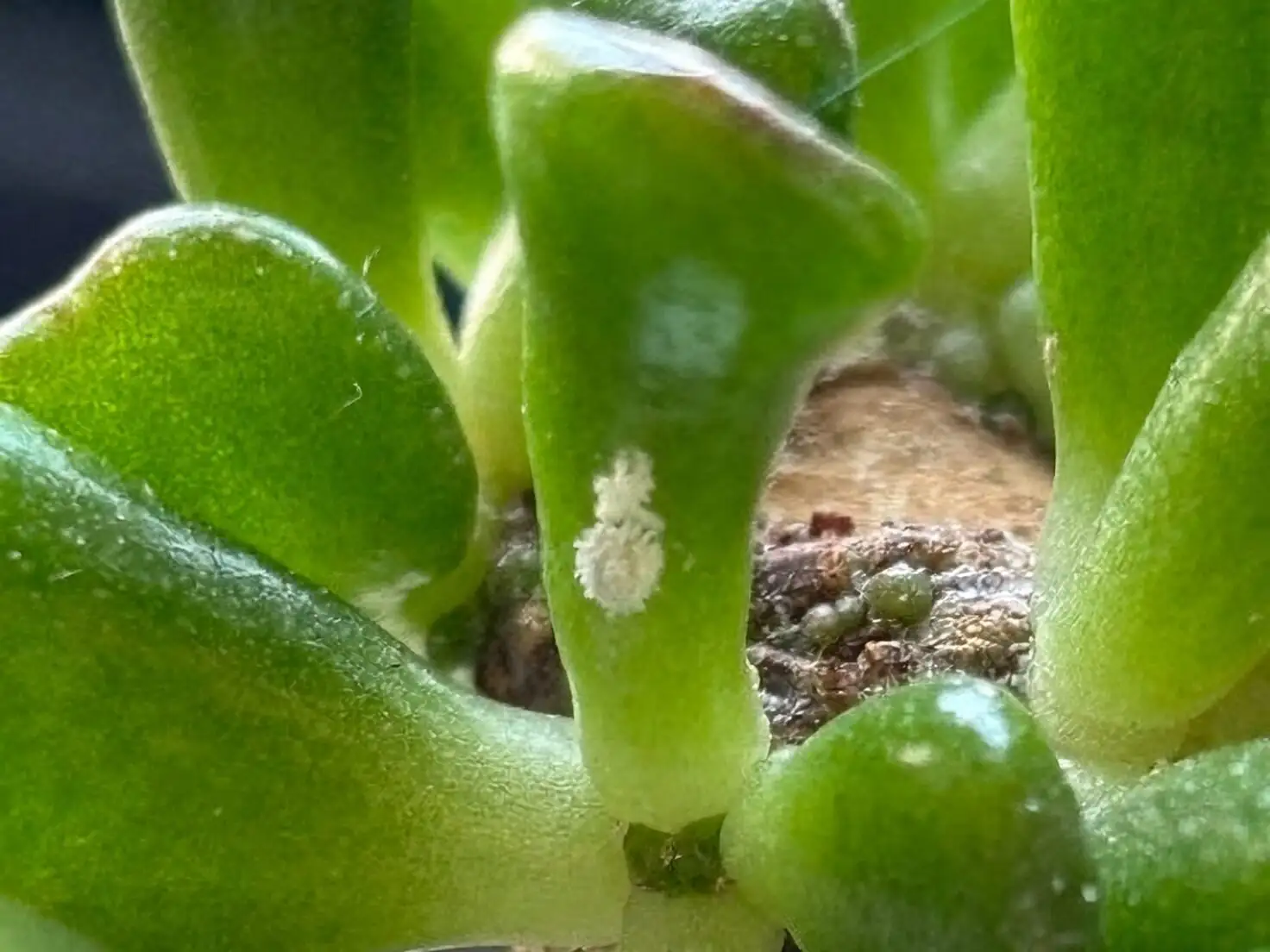 jade plant mealybugs alcohol swab removal