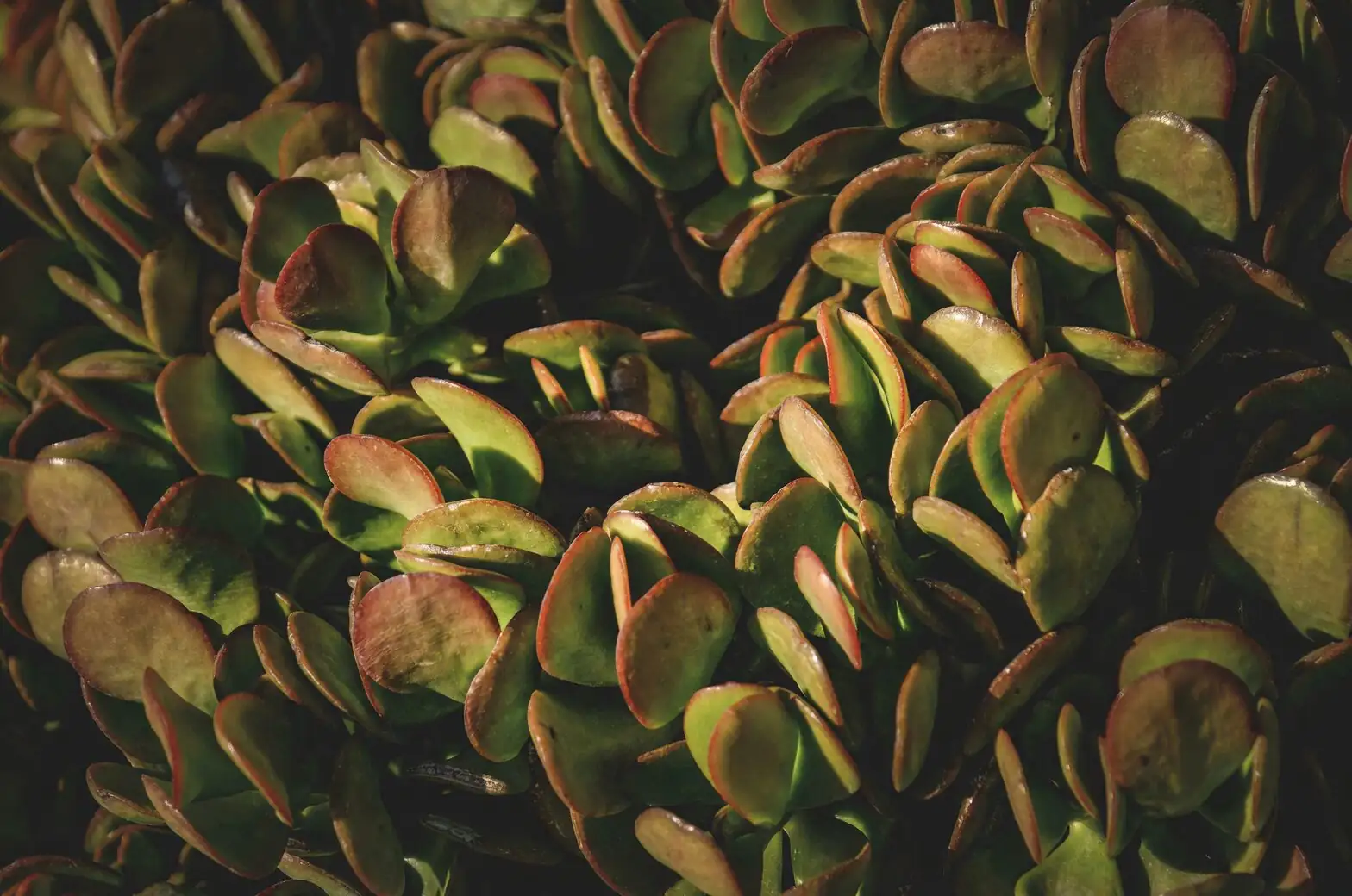 jade plant root mealybugs repotting