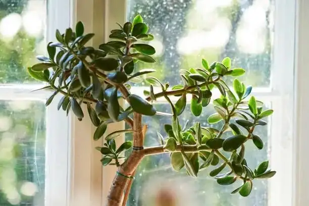 jade plant pots spacing window
