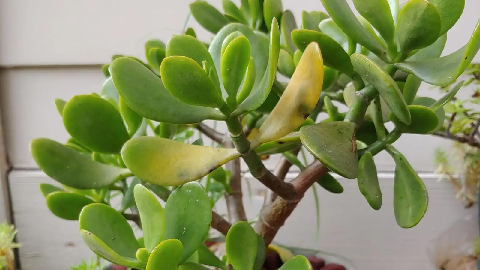 jade plant stem base rot close-up