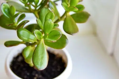jade plant succulent leaf close-up