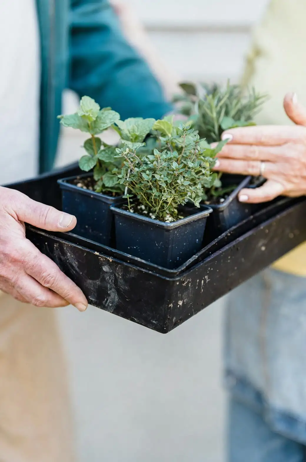 peperomia caperata bottom watering tray
