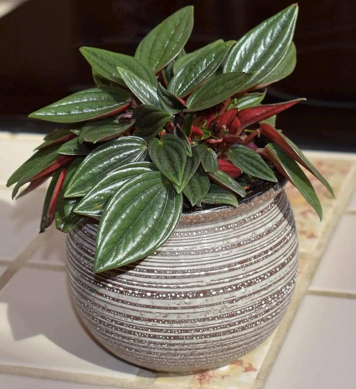 peperomia caperata flower spikes close-up