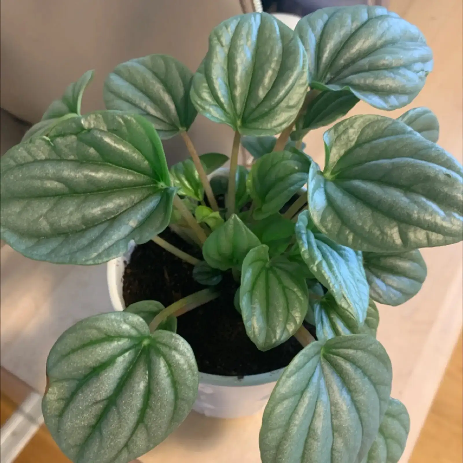 ripple peperomia shadow test window