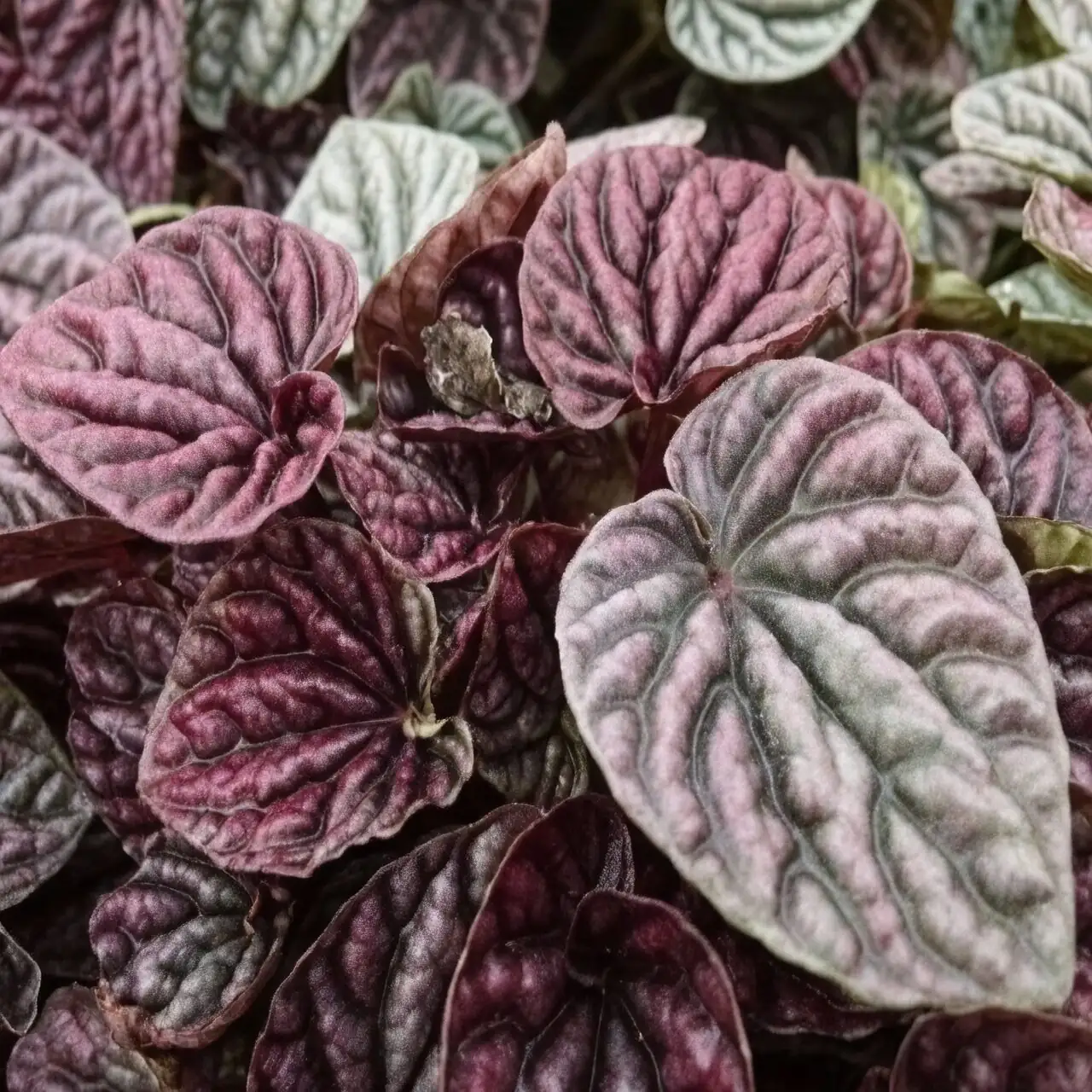 ripple peperomia leaf close up sheen