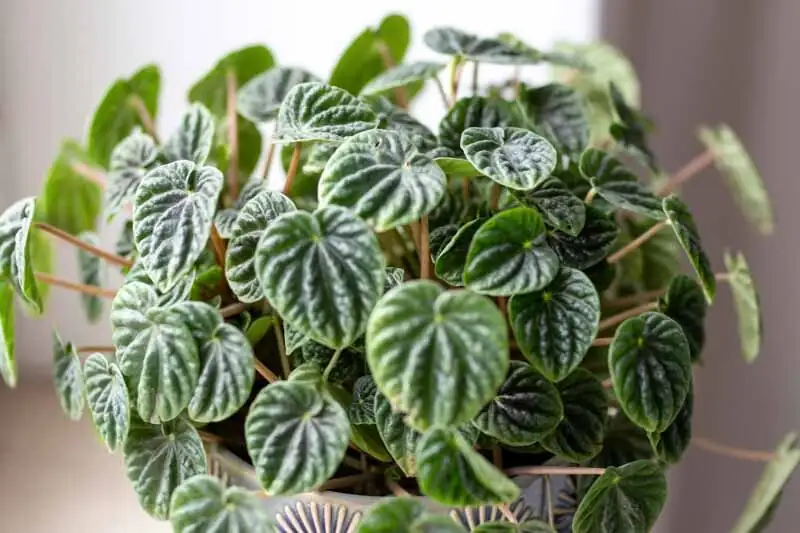 ripple peperomia under LED grow light