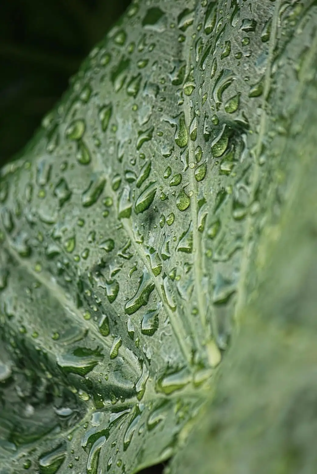 Bumps, Webs, and Mushy Stems: The Ultimate Ripple Peperomia Rescue Guide