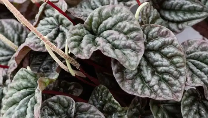 ripple peperomia mealybugs close-up
