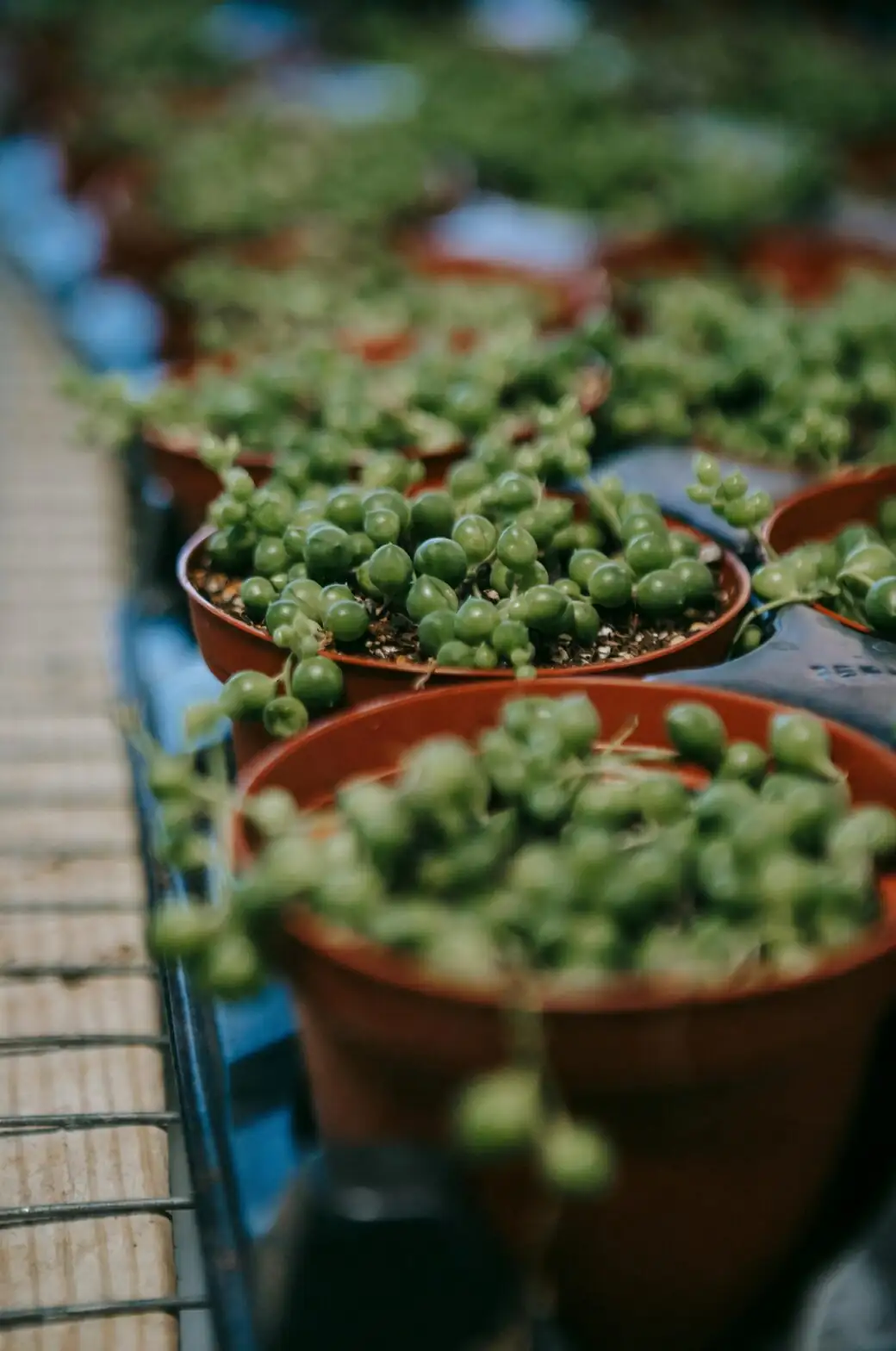 ripple peperomia repotting perlite mix