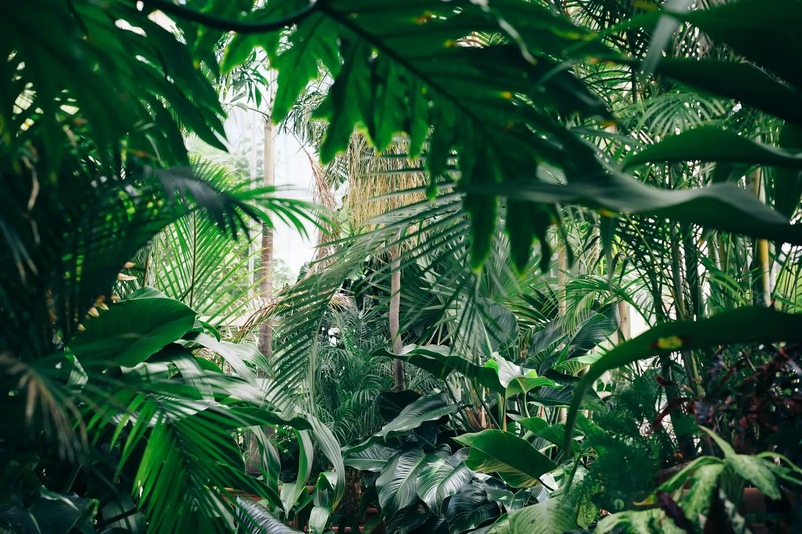 From Brazil’s Shaded Forests to ‘Radiator Plant’: The Journey of Peperomia caperata