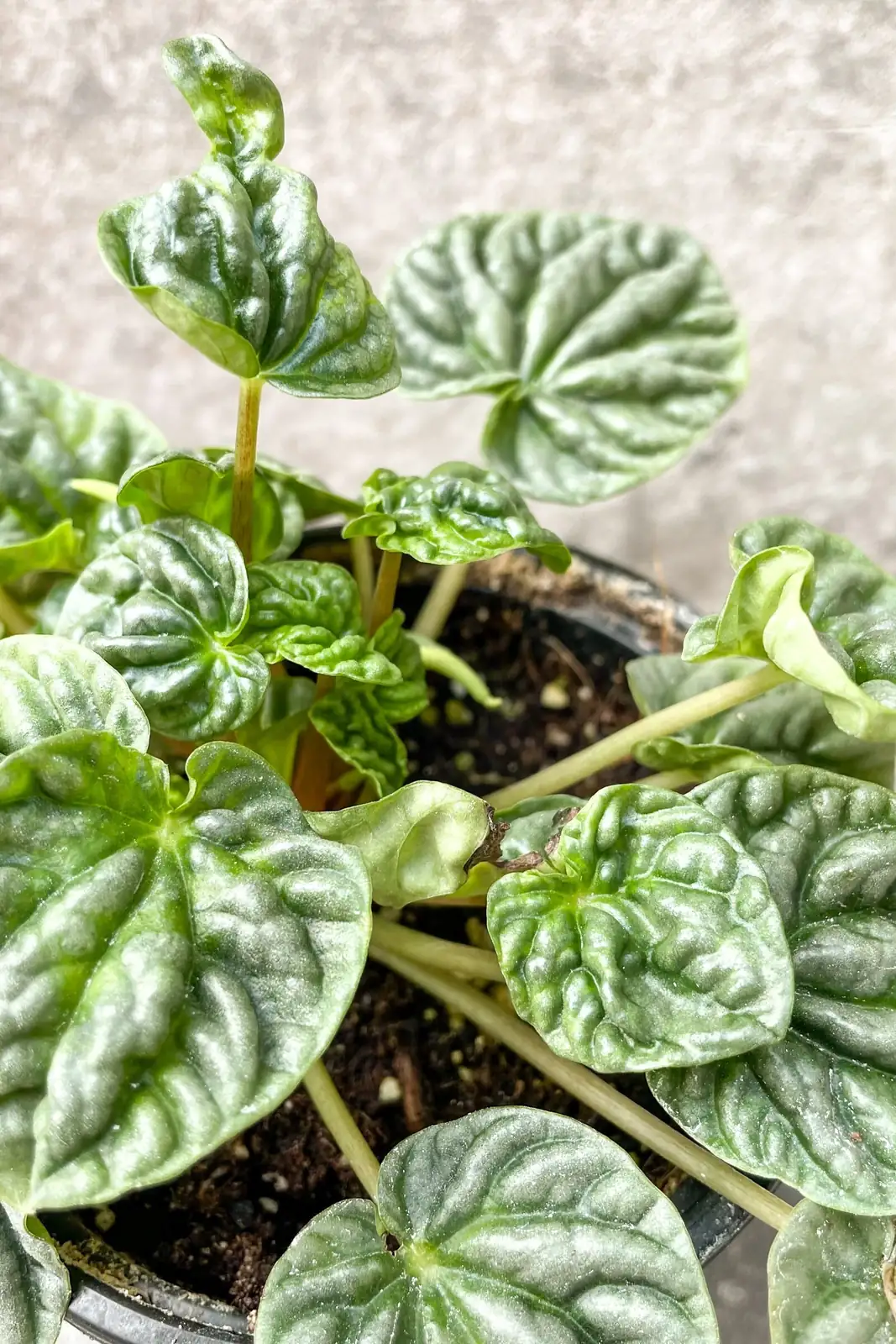peperomia caperata rippled leaves close-up