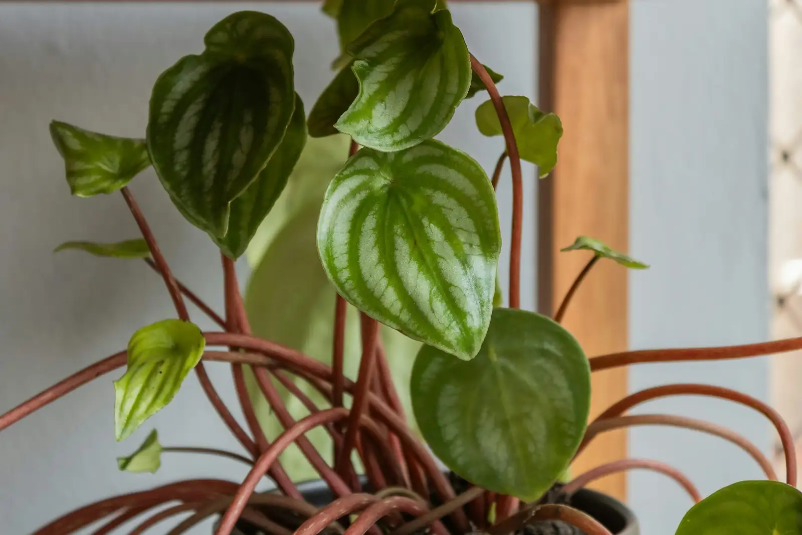 peperomia caperata windowsill radiator