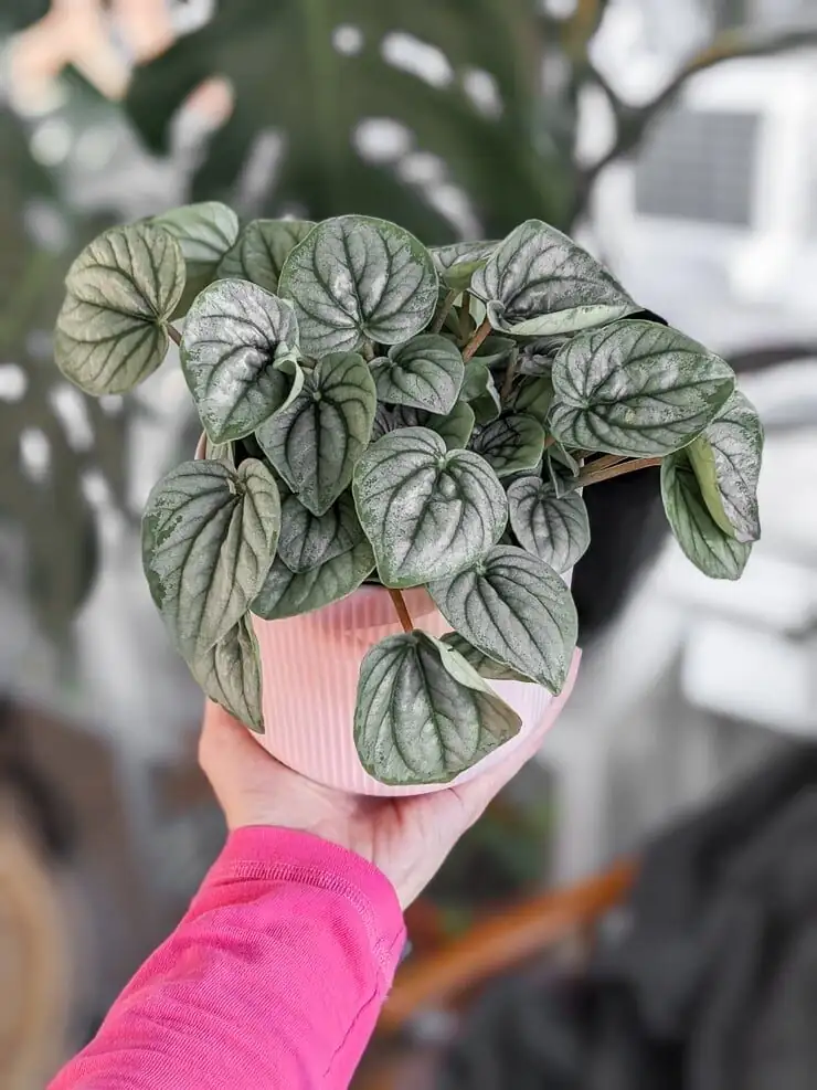 peperomia caperata watering indoor hands