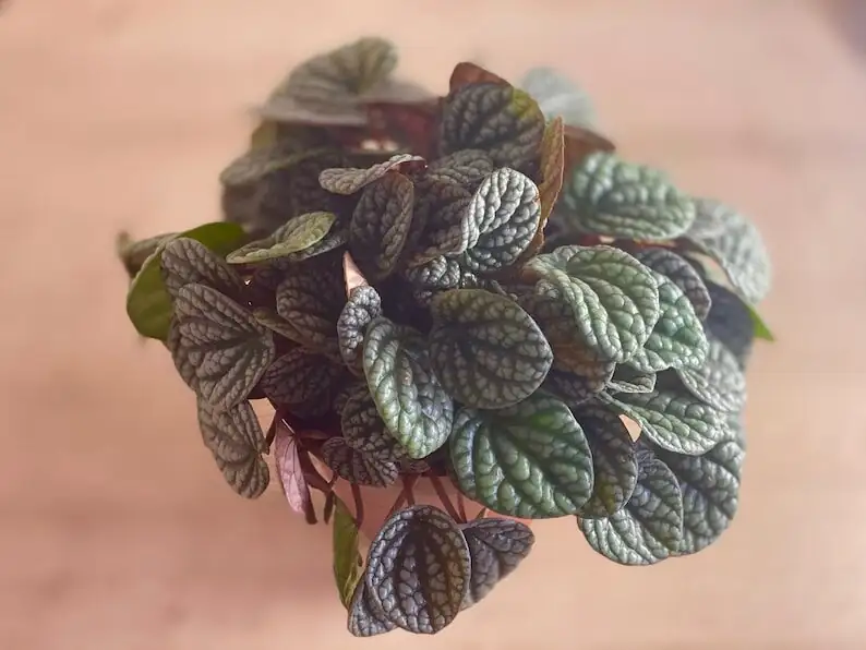 peperomia caperata leaf cutting propagation