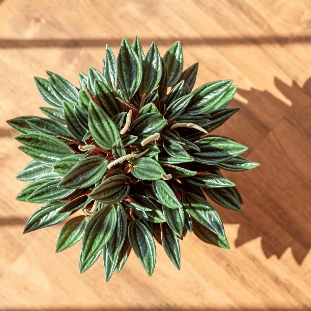 What Are Those Tiny Candlewicks? 7 Delightfully Odd Facts About Ripple Peperomia