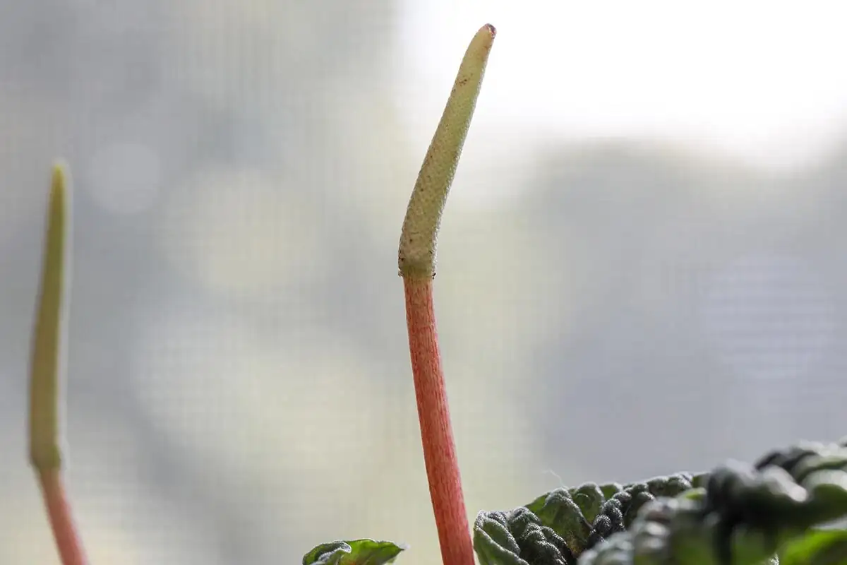 ripple peperomia flower spike close up