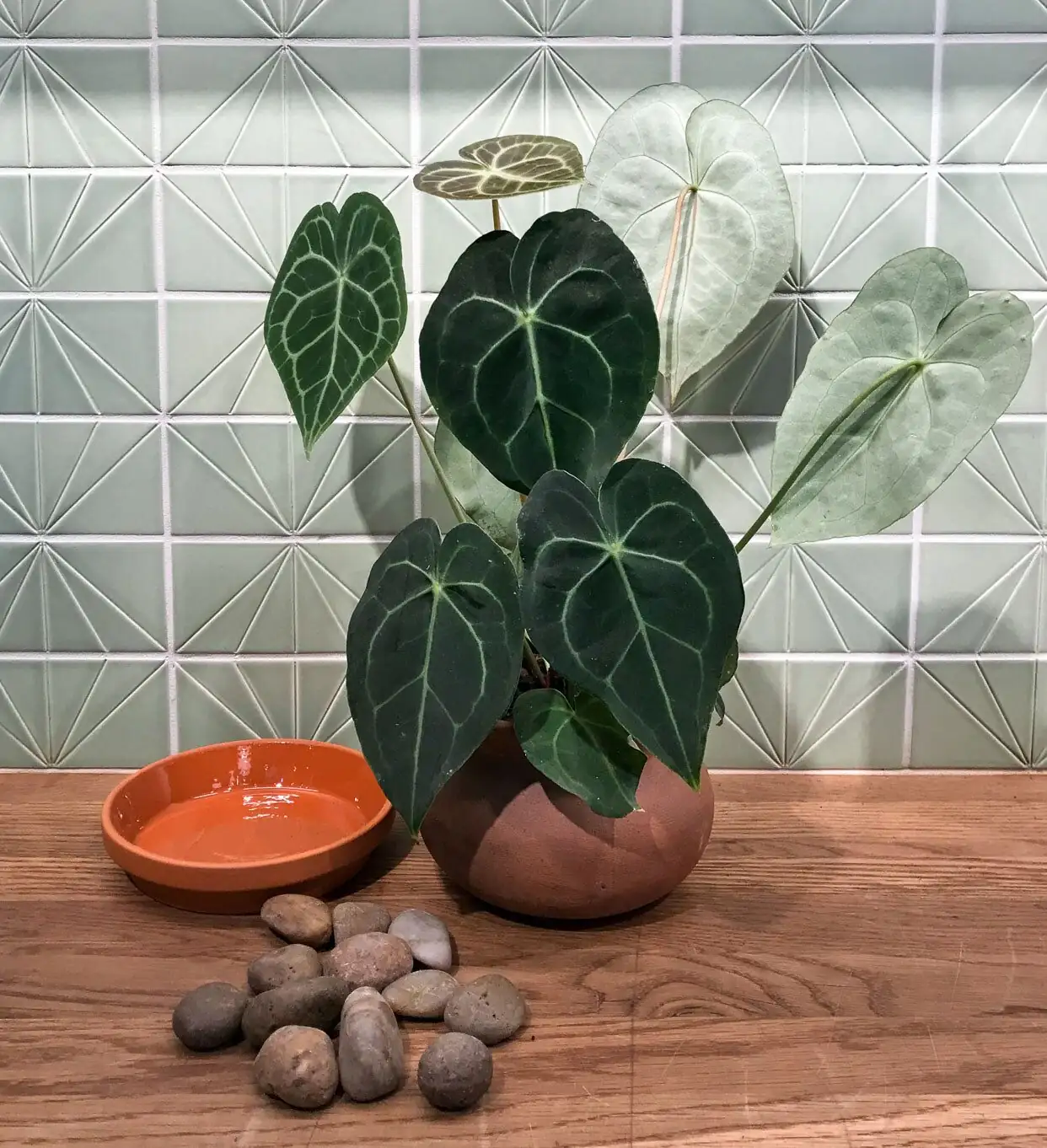 ripple peperomia pebble tray humidity