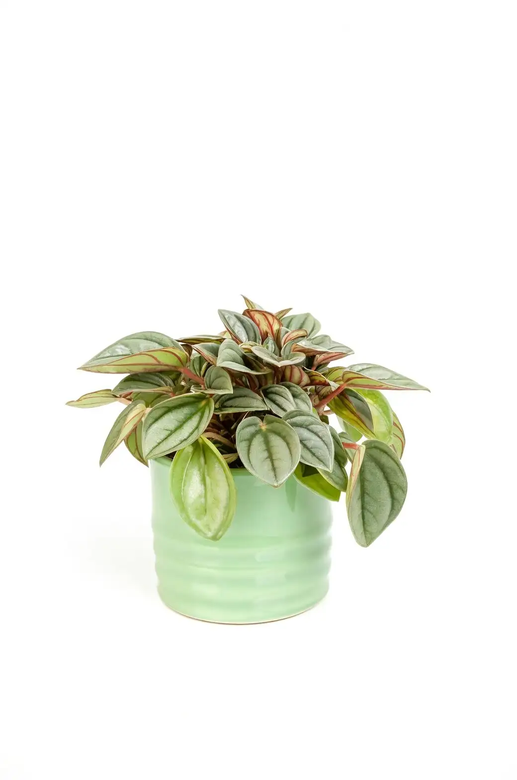 peperomia caperata small pot perlite